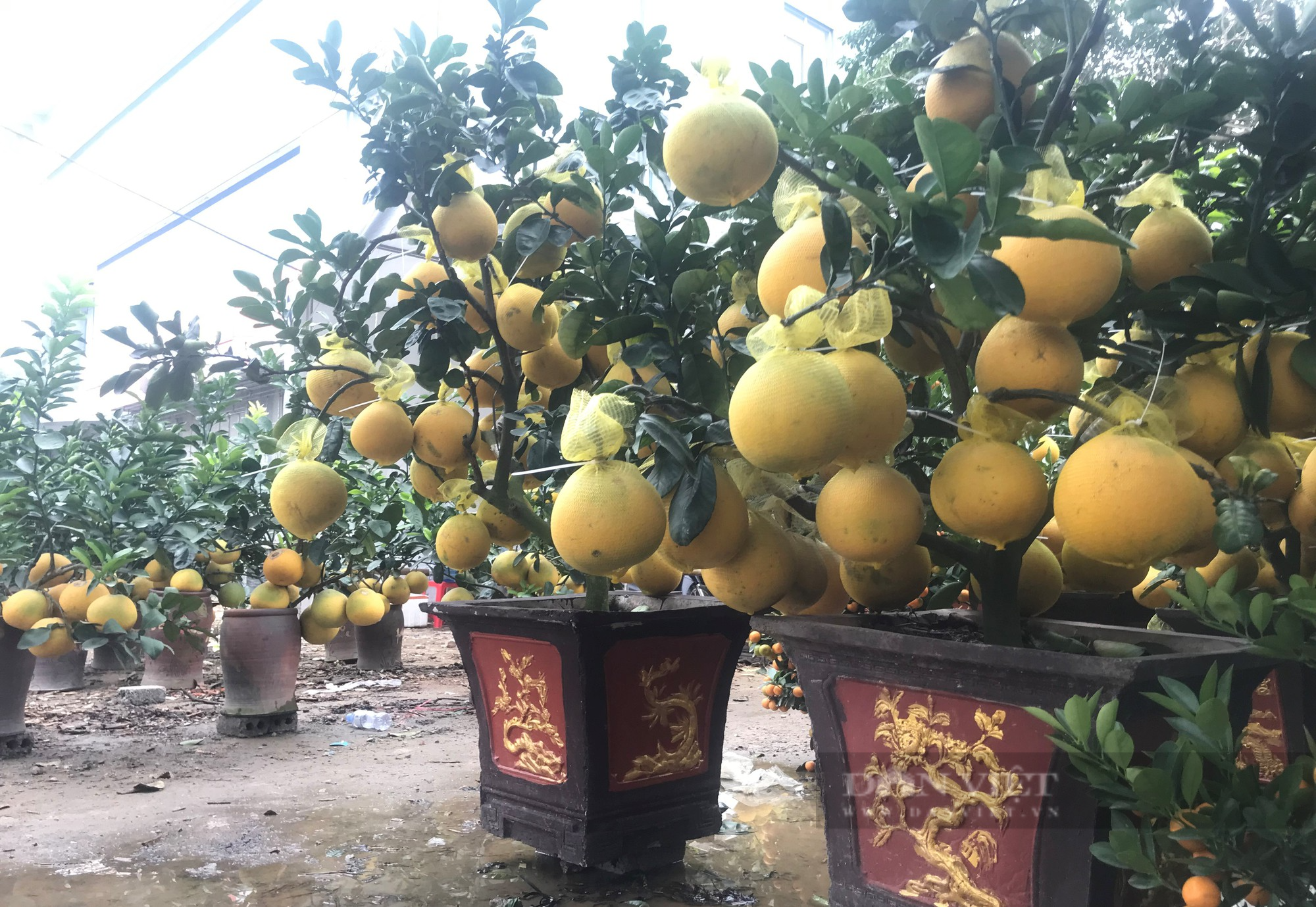 Loại cây cảnh trĩu quả, các nhà vườn lại cắt hết lá mới mang xuống phố bán Tết với giá trăm triệu - Ảnh 10.
