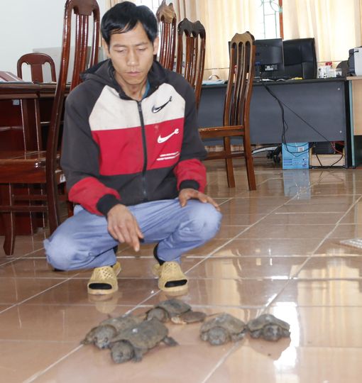 Lai Châu: Bắt đối tượng vận chuyển trái phép động vật hoang dã, nguy cấp - Ảnh 1. Lai Châu: Bắt đối tượng vận chuyển trái phép động vật hoang dã, nguy cấp - Ảnh 1.