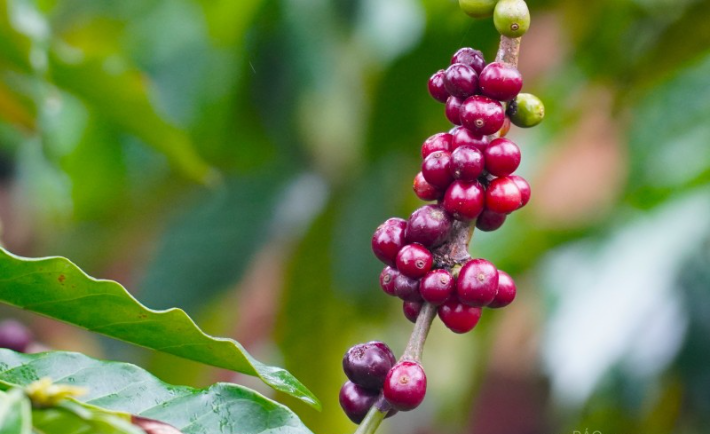 Báo cáo tồn kho giảm sâu, giá cà phê Robusta quay trở lại xu hướng tích cực - Ảnh 3.