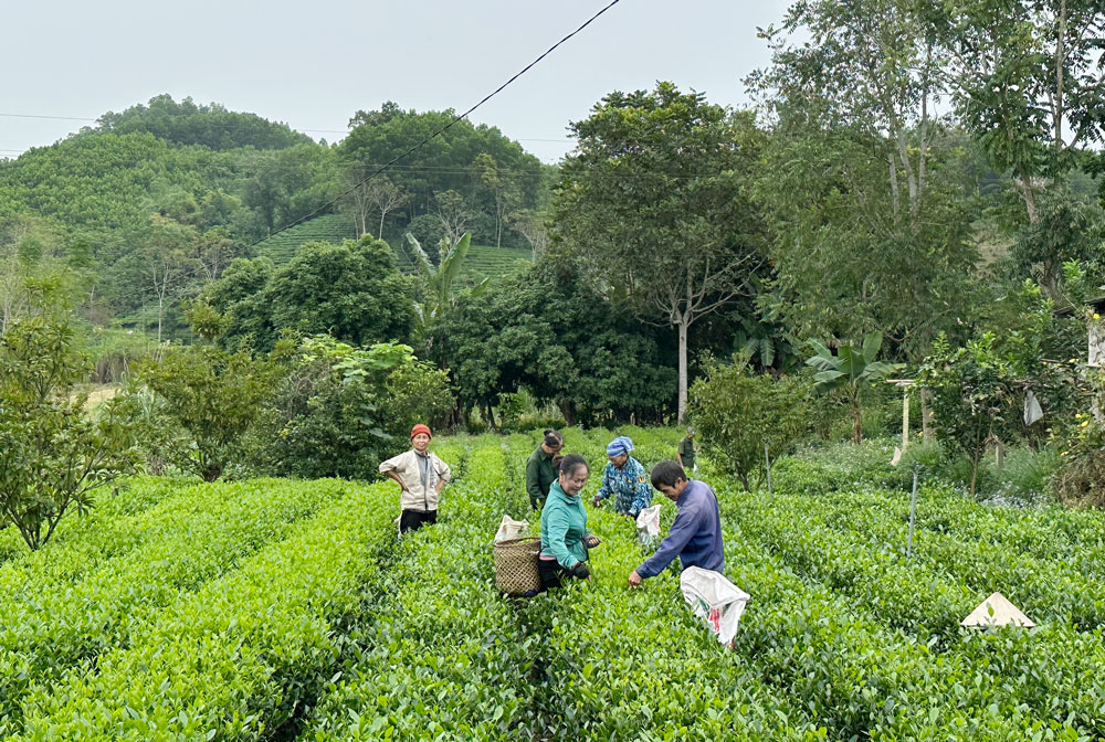 Thái Nguyên: Đồng Hỷ có 4 vùng trồng chè được gắn mã số vùng trồng - Ảnh 1.