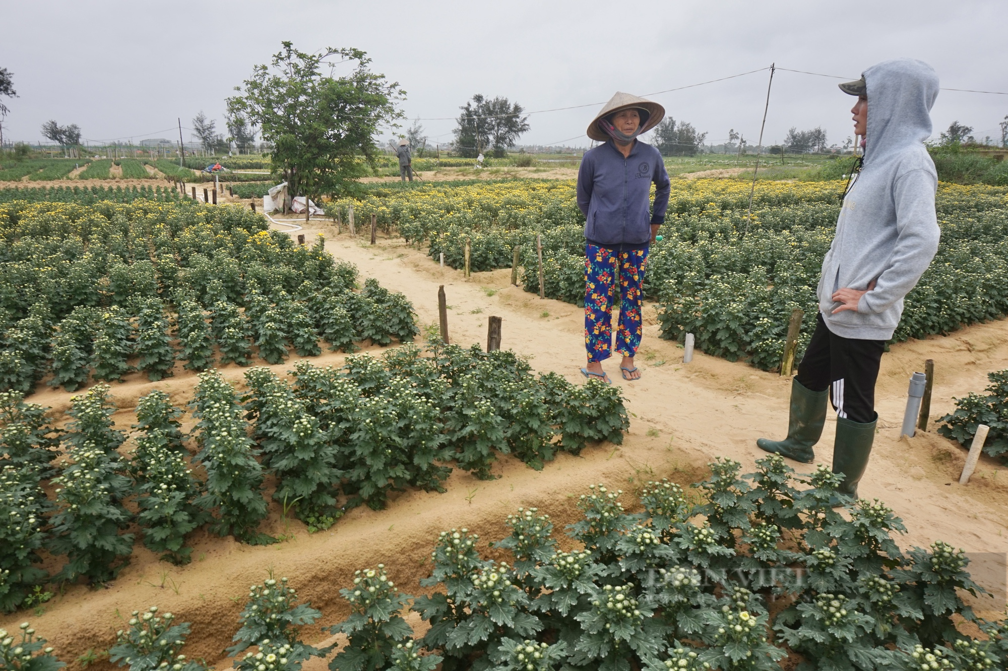Nhổ hoa vứt bỏ đầy đồng - nông dân ở “thủ phủ” hoa cúc Quảng Nam buồn rầu lo mất Tết - Ảnh 1.