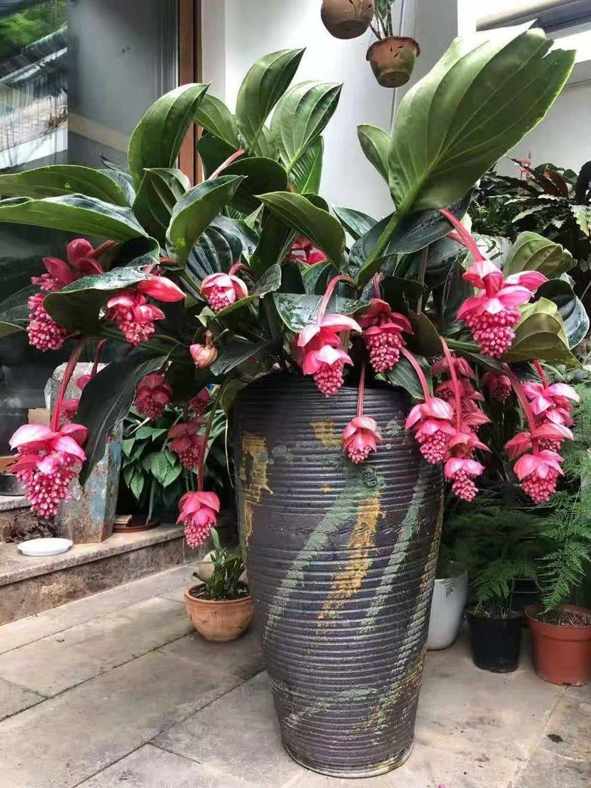 Tết sắp đến, trồng 4 cây cảnh &quot;lồng đèn&quot; rực rỡ, lễ hội để đem lại vận may trong năm mới - Ảnh 9.