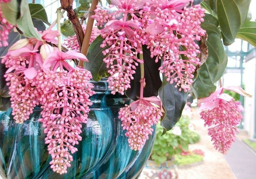 Tết sắp đến, trồng 4 cây cảnh &quot;lồng đèn&quot; rực rỡ, lễ hội để đem lại vận may trong năm mới - Ảnh 7.