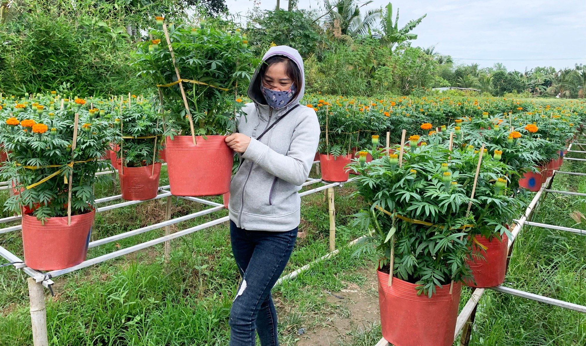 Làng hoa Sa Đéc - Thủ phủ hoa lớn nhất miền Tây rộn ràng sắc xuân - Ảnh 1.
