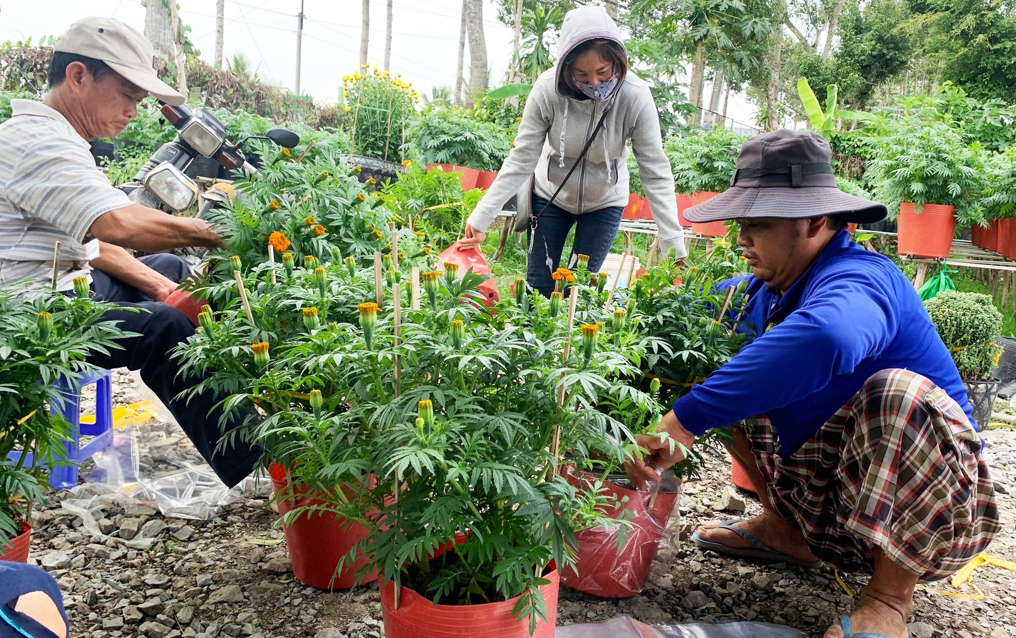 Làng hoa Sa Đéc - Thủ phủ hoa lớn nhất miền Tây rộn ràng sắc xuân - Ảnh 7.