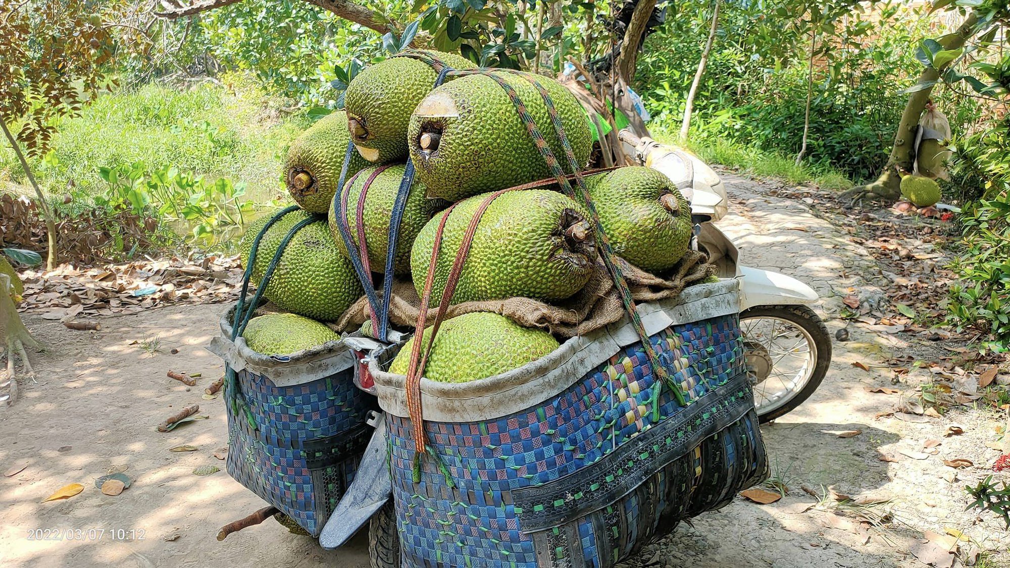 Giá mít Thái hôm nay 8/1: Giá liên tục tăng cao, có nơi mua 34.000 đồng/kg, nông dân phấn khởi - Ảnh 1.