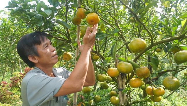 Đồng Tháp: 5.000 tấn quýt hồng khoe sắc vàng rực phục vụ Tết - Ảnh 2. Đồng Tháp: 5.000 tấn quýt hồng khoe sắc vàng rực phục vụ Tết - Ảnh 2.