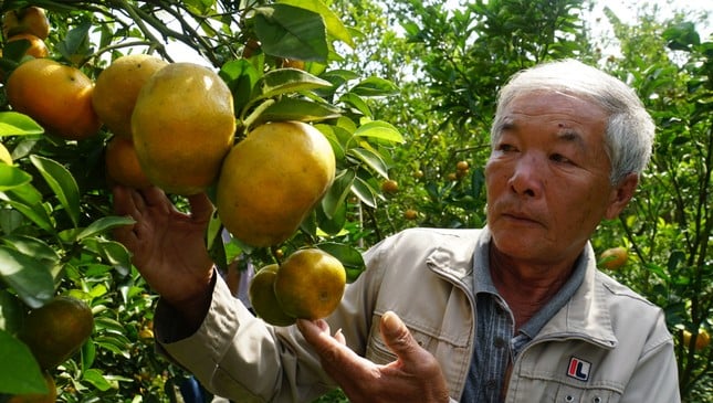 Đồng Tháp: 5.000 tấn quýt hồng khoe sắc vàng rực phục vụ Tết - Ảnh 4. Đồng Tháp: 5.000 tấn quýt hồng khoe sắc vàng rực phục vụ Tết - Ảnh 4.