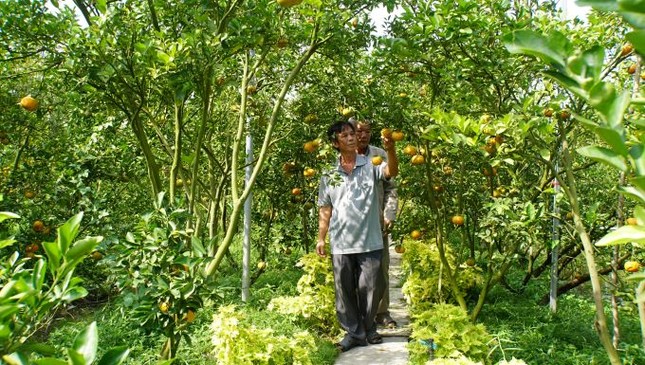 Đồng Tháp: 5.000 tấn quýt hồng khoe sắc vàng rực phục vụ Tết - Ảnh 3. Đồng Tháp: 5.000 tấn quýt hồng khoe sắc vàng rực phục vụ Tết - Ảnh 3.