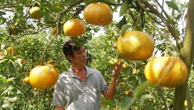 Đồng Tháp: 5.000 tấn quýt hồng khoe sắc vàng rực phục vụ Tết - Ảnh 1. Đồng Tháp: 5.000 tấn quýt hồng khoe sắc vàng rực phục vụ Tết - Ảnh 1.