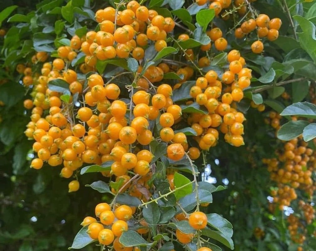 Chuyện thật như đùa, cây dại xưa cho không ai lấy giờ đem lên Thủ đô tha hồ “hốt bạc&quot; - Ảnh 2.