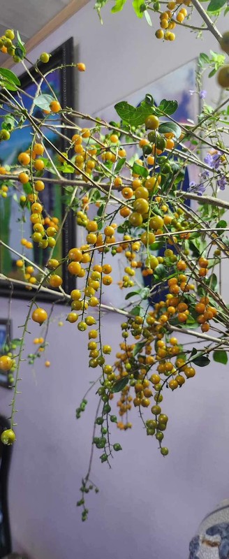 Chuyện thật như đùa, cây dại xưa cho không ai lấy giờ đem lên Thủ đô tha hồ “hốt bạc&quot; - Ảnh 5.