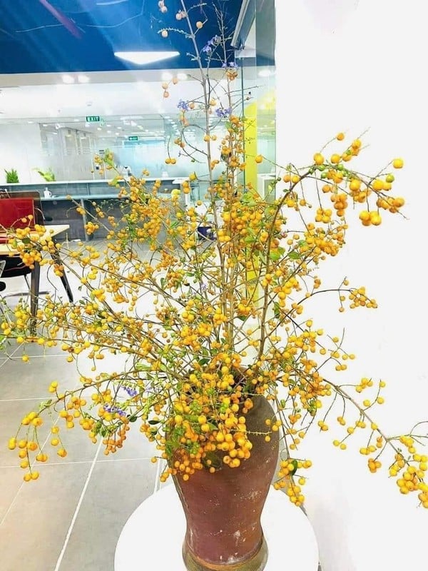 Chuyện thật như đùa, cây dại xưa cho không ai lấy giờ đem lên Thủ đô tha hồ “hốt bạc&quot; - Ảnh 8.