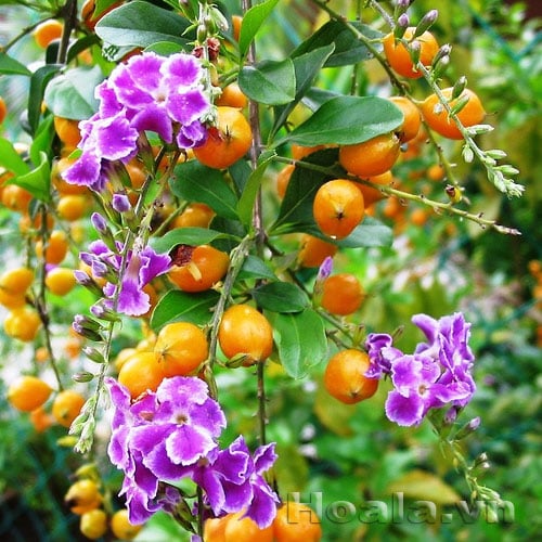 Chuyện thật như đùa, cây dại xưa cho không ai lấy giờ đem lên Thủ đô tha hồ “hốt bạc&quot; - Ảnh 10.