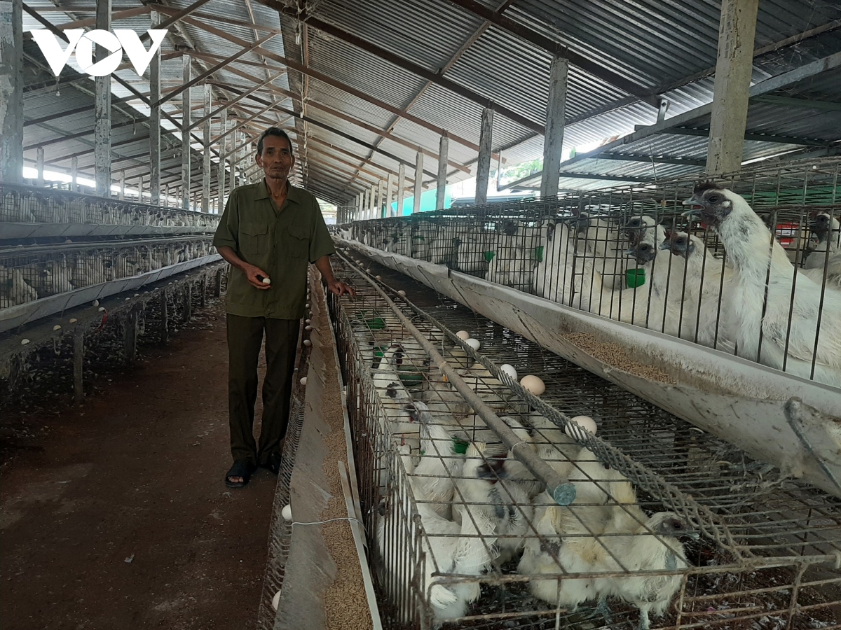 Những lão nông kiếm tiền tỷ ở Tiền Giang - Ảnh 4. Những lão nông kiếm tiền tỷ ở Tiền Giang - Ảnh 4.