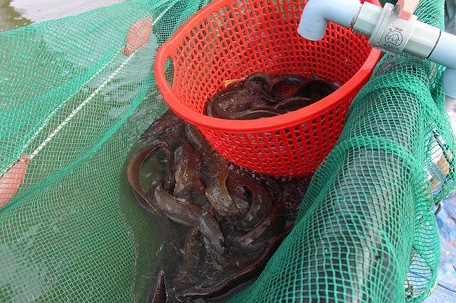 Ví như 'nhân sâm', giá 500.000 đồng/kg, được nhà giàu săn lùng, hóa ra là loài cá nổi tiếng này của miền Tây - Ảnh 5. Ví như 'nhân sâm', giá 500.000 đồng/kg, được nhà giàu săn lùng, hóa ra là loài cá nổi tiếng này của miền Tây - Ảnh 5.