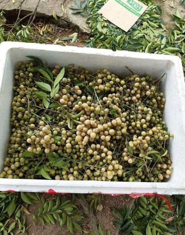 Quả dại phổ biến của người Tày, trước rụng đầy sân vứt đi không tiếc, nay được săn lùng với giá đắt đỏ - Ảnh 5. Quả dại phổ biến của người Tày, trước rụng đầy sân vứt đi không tiếc, nay được săn lùng với giá đắt đỏ - Ảnh 5.