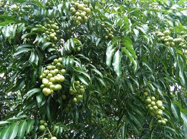 Quả dại phổ biến của người Tày, trước rụng đầy sân vứt đi không tiếc, nay được săn lùng với giá đắt đỏ - Ảnh 2. Quả dại phổ biến của người Tày, trước rụng đầy sân vứt đi không tiếc, nay được săn lùng với giá đắt đỏ - Ảnh 2.
