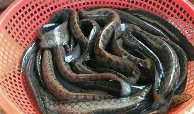 Ví như 'nhân sâm', giá 500.000 đồng/kg, được nhà giàu săn lùng, hóa ra là loài cá nổi tiếng này của miền Tây - Ảnh 3. Ví như 'nhân sâm', giá 500.000 đồng/kg, được nhà giàu săn lùng, hóa ra là loài cá nổi tiếng này của miền Tây - Ảnh 3.