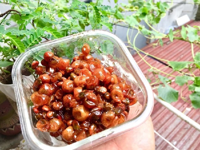Quả dại phổ biến của người Tày, trước rụng đầy sân vứt đi không tiếc, nay được săn lùng với giá đắt đỏ - Ảnh 10. Quả dại phổ biến của người Tày, trước rụng đầy sân vứt đi không tiếc, nay được săn lùng với giá đắt đỏ - Ảnh 10.