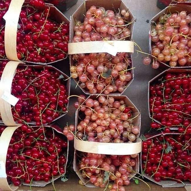 Ở nước ngoài là quả dại mọc bờ rào giá rẻ bèo, về Việt Nam có giá 2 triệu đồng/kg, không có hàng để bán - Ảnh 8. Ở nước ngoài là quả dại mọc bờ rào giá rẻ bèo, về Việt Nam có giá 2 triệu đồng/kg, không có hàng để bán - Ảnh 8.