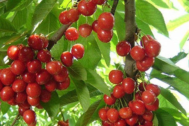 Ở nước ngoài là quả dại mọc bờ rào giá rẻ bèo, về Việt Nam có giá 2 triệu đồng/kg, không có hàng để bán - Ảnh 5. Ở nước ngoài là quả dại mọc bờ rào giá rẻ bèo, về Việt Nam có giá 2 triệu đồng/kg, không có hàng để bán - Ảnh 5.