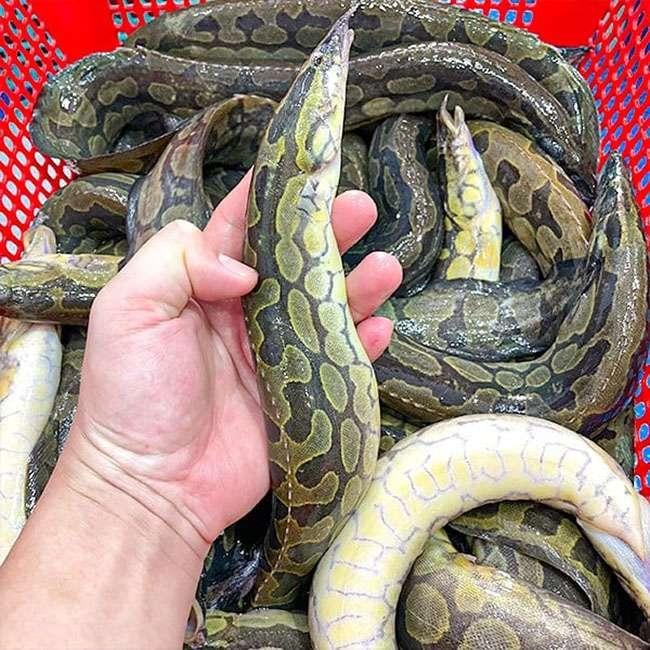 Ví như 'nhân sâm', giá 500.000 đồng/kg, được nhà giàu săn lùng, hóa ra là loài cá nổi tiếng này của miền Tây - Ảnh 2. Ví như 'nhân sâm', giá 500.000 đồng/kg, được nhà giàu săn lùng, hóa ra là loài cá nổi tiếng này của miền Tây - Ảnh 2.