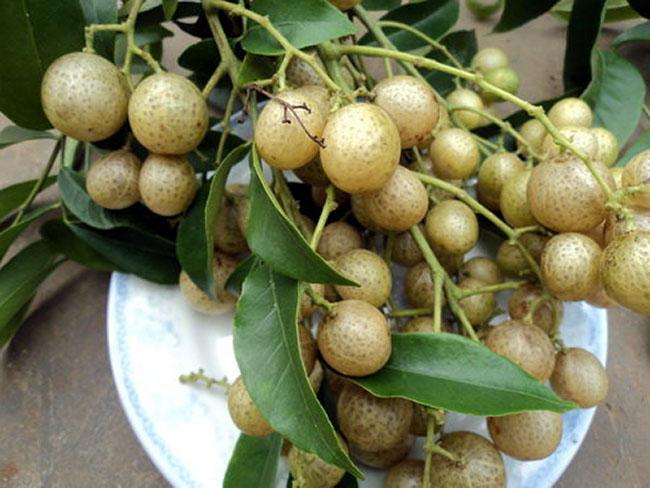 Quả dại phổ biến của người Tày, trước rụng đầy sân vứt đi không tiếc, nay được săn lùng với giá đắt đỏ - Ảnh 4. Quả dại phổ biến của người Tày, trước rụng đầy sân vứt đi không tiếc, nay được săn lùng với giá đắt đỏ - Ảnh 4.