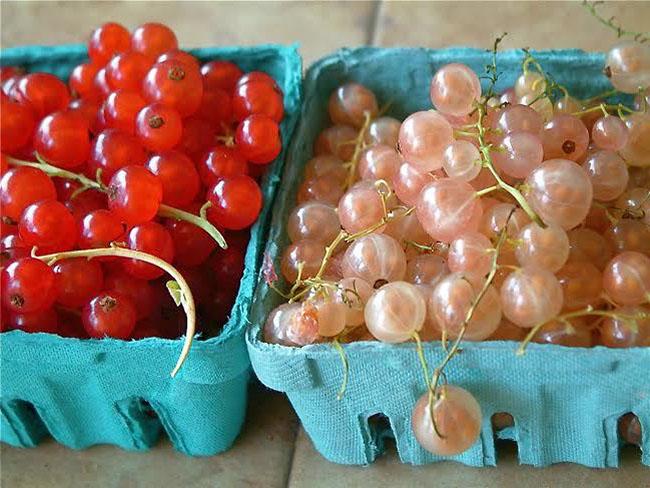 Ở nước ngoài là quả dại mọc bờ rào giá rẻ bèo, về Việt Nam có giá 2 triệu đồng/kg, không có hàng để bán - Ảnh 7. Ở nước ngoài là quả dại mọc bờ rào giá rẻ bèo, về Việt Nam có giá 2 triệu đồng/kg, không có hàng để bán - Ảnh 7.
