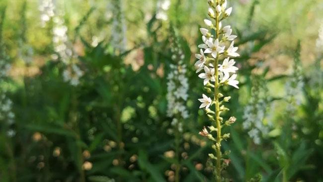 Thứ rau ăn quá quen thuộc, thân và rễ là thuốc quý được săn lùng, giá 300.000 đồng/kg - Ảnh 7. Thứ rau ăn quá quen thuộc, thân và rễ là thuốc quý được săn lùng, giá 300.000 đồng/kg - Ảnh 7.