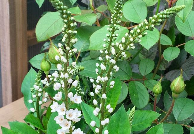 Thứ rau ăn quá quen thuộc, thân và rễ là thuốc quý được săn lùng, giá 300.000 đồng/kg - Ảnh 1. Thứ rau ăn quá quen thuộc, thân và rễ là thuốc quý được săn lùng, giá 300.000 đồng/kg - Ảnh 1.