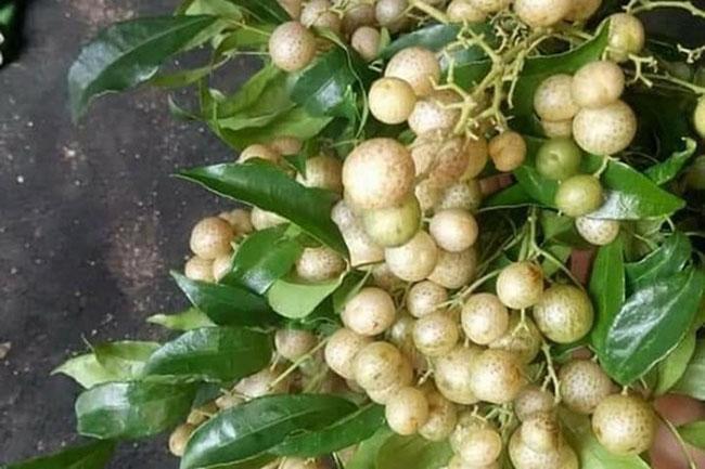 Quả dại phổ biến của người Tày, trước rụng đầy sân vứt đi không tiếc, nay được săn lùng với giá đắt đỏ - Ảnh 3. Quả dại phổ biến của người Tày, trước rụng đầy sân vứt đi không tiếc, nay được săn lùng với giá đắt đỏ - Ảnh 3.