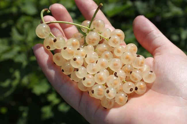 Ở nước ngoài là quả dại mọc bờ rào giá rẻ bèo, về Việt Nam có giá 2 triệu đồng/kg, không có hàng để bán - Ảnh 4. Ở nước ngoài là quả dại mọc bờ rào giá rẻ bèo, về Việt Nam có giá 2 triệu đồng/kg, không có hàng để bán - Ảnh 4.