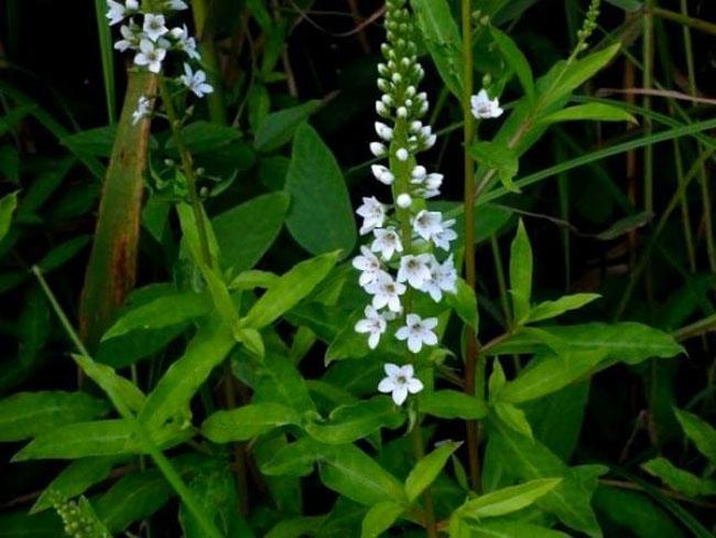 Thứ rau ăn quá quen thuộc, thân và rễ là thuốc quý được săn lùng, giá 300.000 đồng/kg - Ảnh 3. Thứ rau ăn quá quen thuộc, thân và rễ là thuốc quý được săn lùng, giá 300.000 đồng/kg - Ảnh 3.