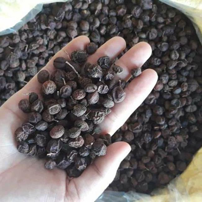 Quả dại phổ biến của người Tày, trước rụng đầy sân vứt đi không tiếc, nay được săn lùng với giá đắt đỏ - Ảnh 6. Quả dại phổ biến của người Tày, trước rụng đầy sân vứt đi không tiếc, nay được săn lùng với giá đắt đỏ - Ảnh 6.