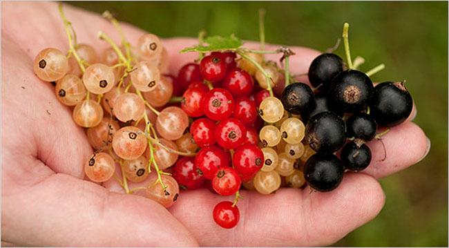 Ở nước ngoài là quả dại mọc bờ rào giá rẻ bèo, về Việt Nam có giá 2 triệu đồng/kg, không có hàng để bán - Ảnh 2. Ở nước ngoài là quả dại mọc bờ rào giá rẻ bèo, về Việt Nam có giá 2 triệu đồng/kg, không có hàng để bán - Ảnh 2.