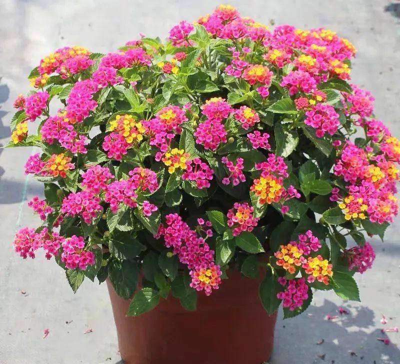 7 cây cảnh hoa thắm, lá xanh nhưng bất trị, chẳng chăm cũng &quot;ngập úng&quot; vườn, cẩn thận kẻo hối hận - Ảnh 6.
