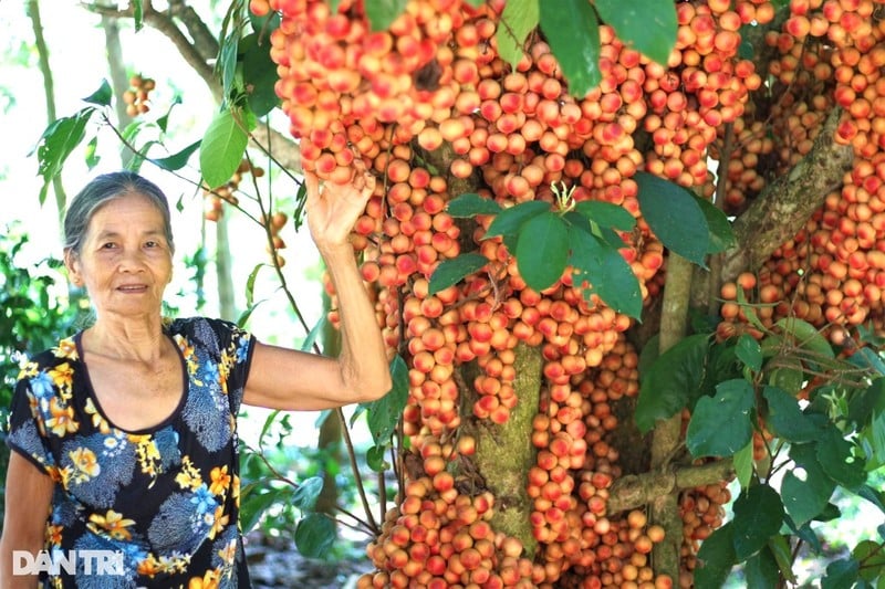 Loại quả đặc sản mọc từ thân không cần chăm mà vẫn được “hưởng lộc&quot;, lúc chín đỏ rực trên thân cây - Ảnh 2.