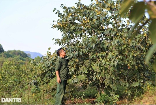 Trồng hồng, người dân Yên Du thu hàng trăm triệu đồng mỗi vụ - Ảnh 2.