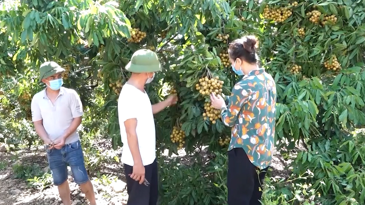 Phát triển mô hình nông nghiệp hiệu quả, bền vững nâng cao thu nhập cho hội viên nông dân - Ảnh 2. Phát triển mô hình nông nghiệp hiệu quả, bền vững nâng cao thu nhập cho hội viên nông dân - Ảnh 2.