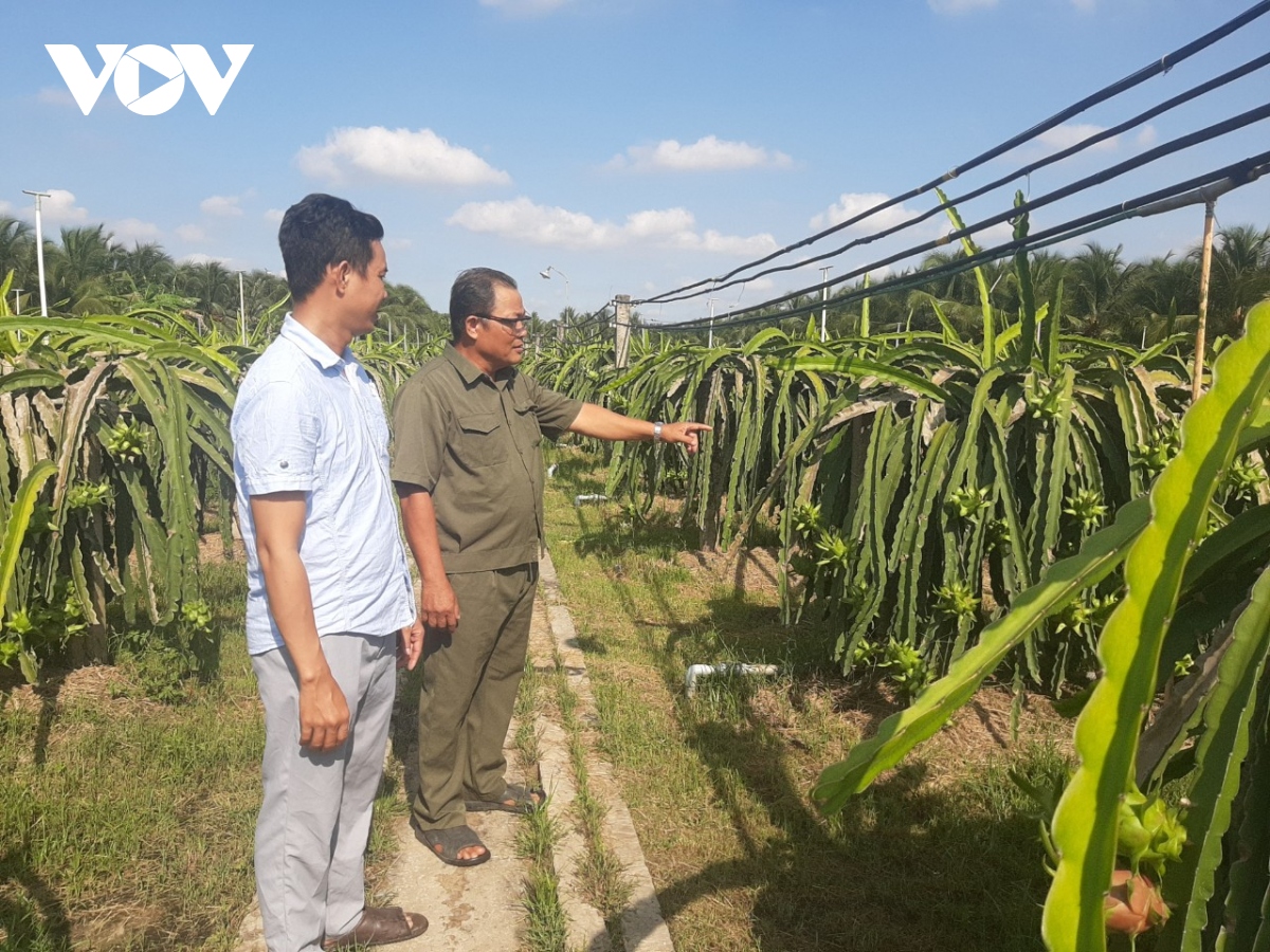 Những lão nông kiếm tiền tỷ ở Tiền Giang - Ảnh 1. Những lão nông kiếm tiền tỷ ở Tiền Giang - Ảnh 1.