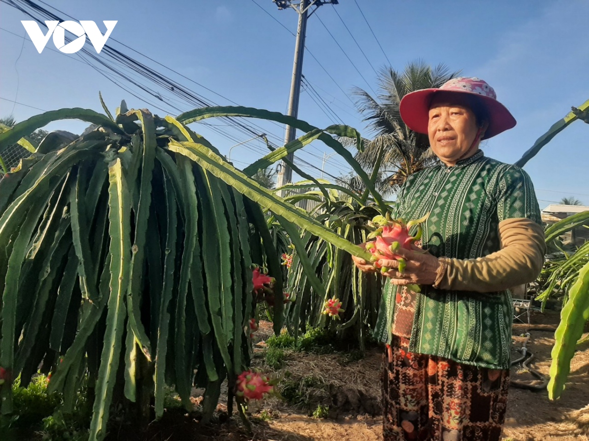Những lão nông kiếm tiền tỷ ở Tiền Giang - Ảnh 3. Những lão nông kiếm tiền tỷ ở Tiền Giang - Ảnh 3.