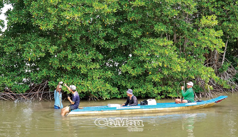 Một con vật trông y chang con lươn, dân Cà Mau lội nước câu, kéo lôi lên bán 100.000 đồng/kg? - Ảnh 1.