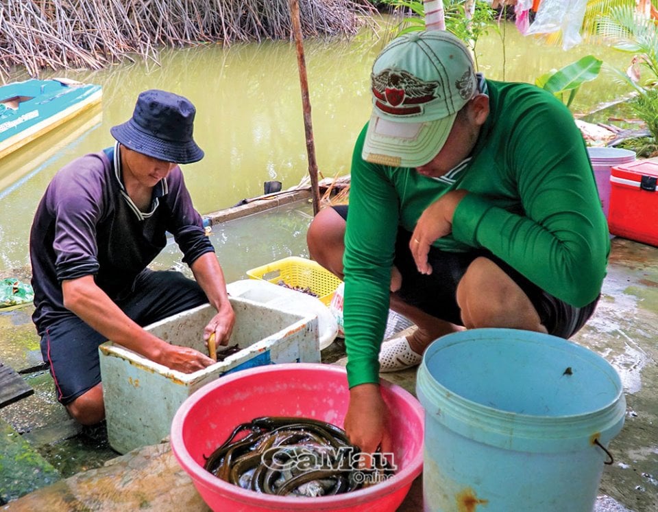 Một con vật trông y chang con lươn, dân Cà Mau lội nước câu, kéo lôi lên bán 100.000 đồng/kg? - Ảnh 4.