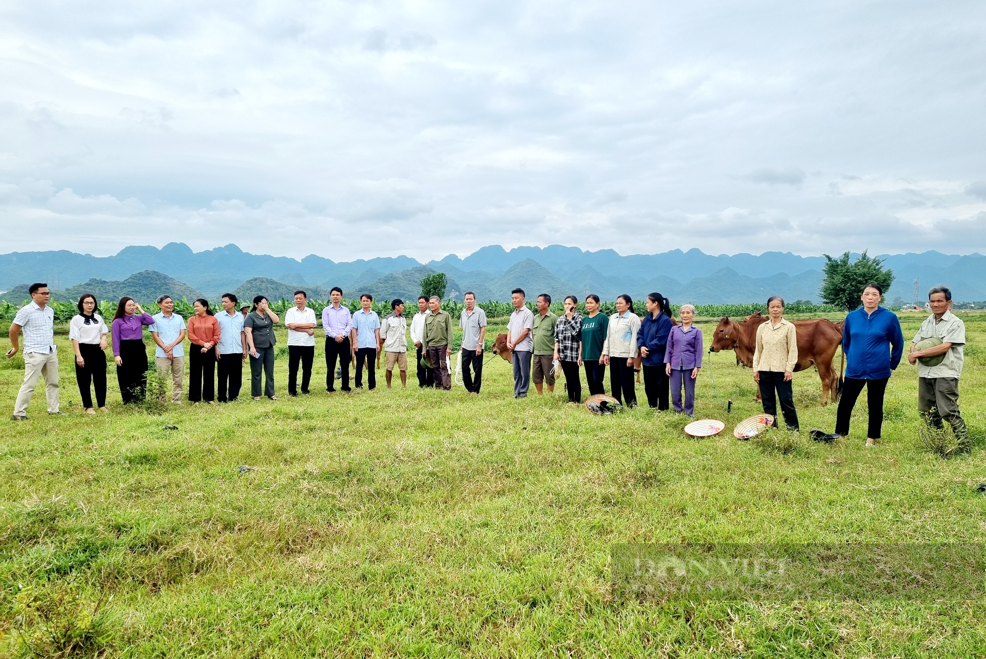 Ninh Bình: Trao bò giống cho người dân vùng dân tộc thiểu số và vùng núi - Ảnh 1.