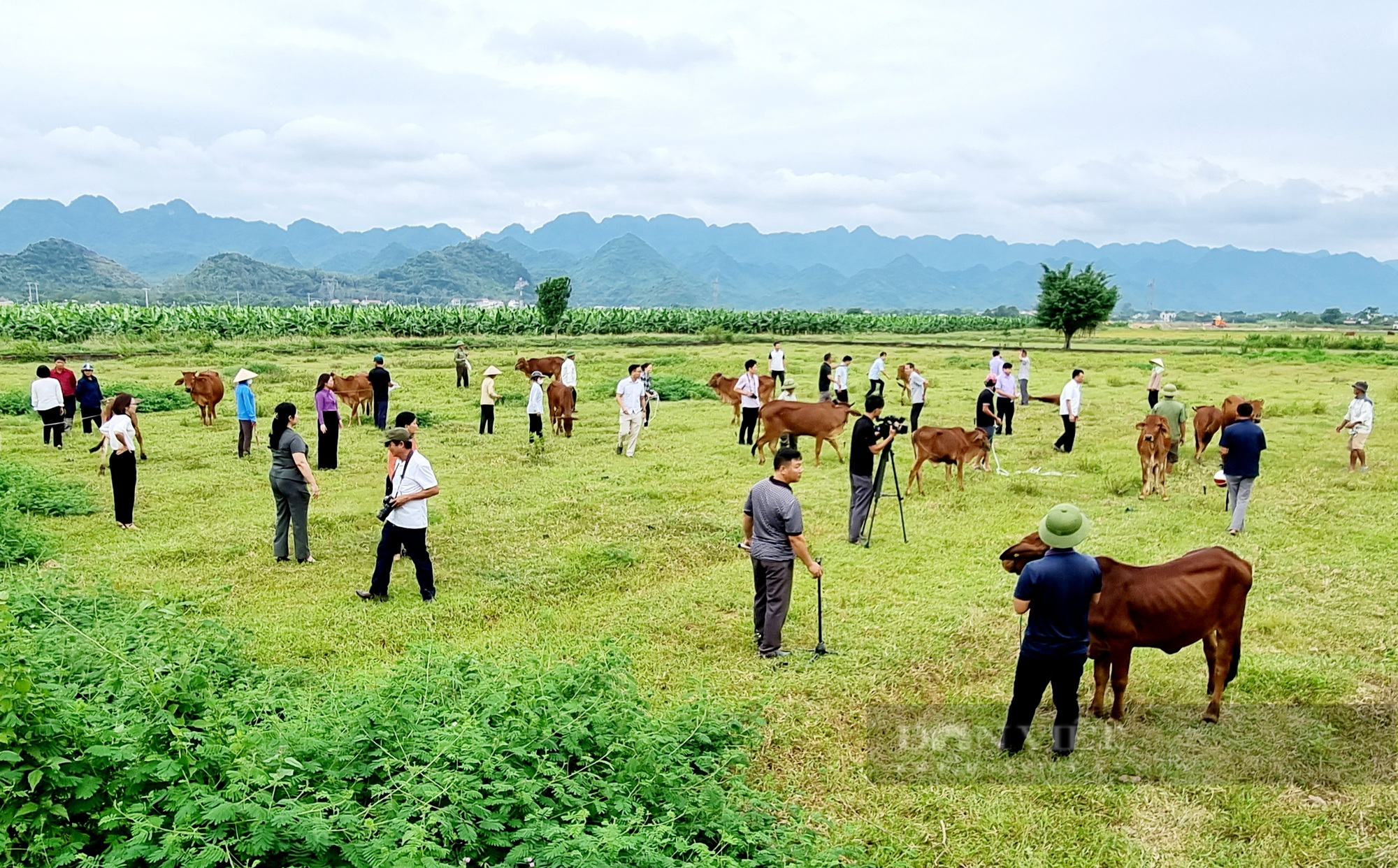 Ninh Bình: Trao bò giống cho người dân vùng dân tộc thiểu số và vùng núi - Ảnh 7.