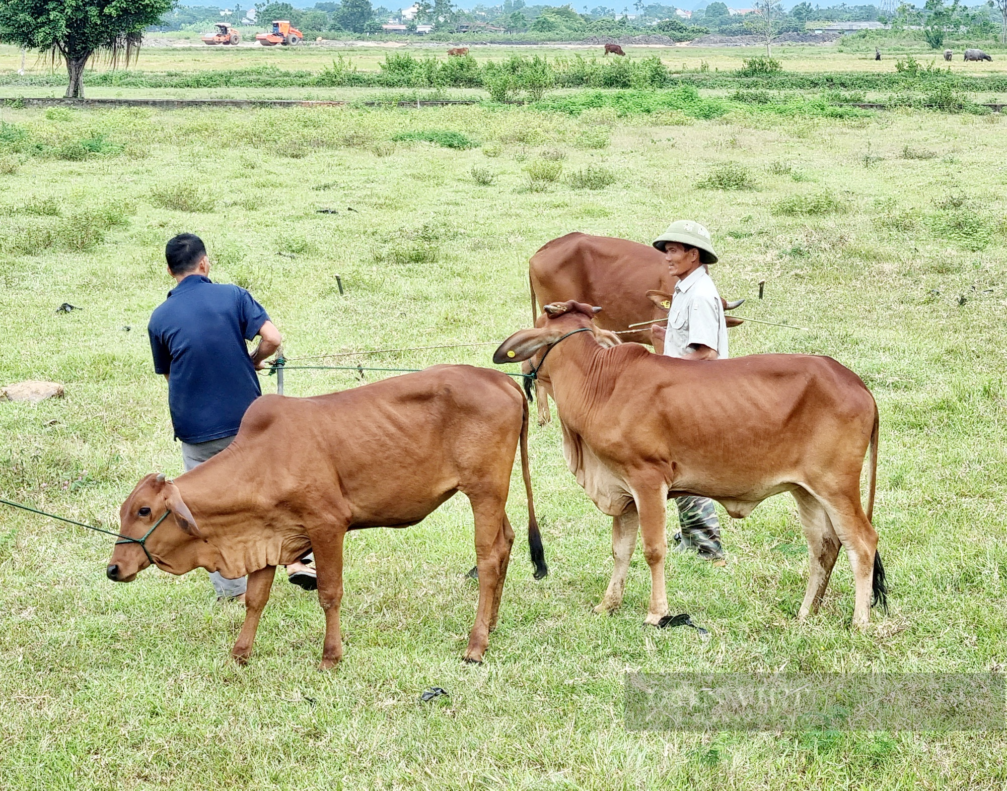 Ninh Bình: Trao bò giống cho người dân vùng dân tộc thiểu số và vùng núi - Ảnh 6.