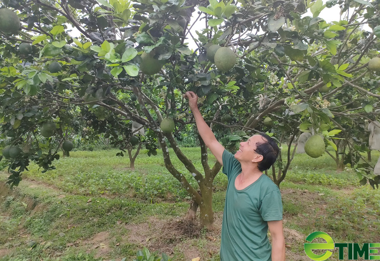 &quot;Chinh phục&quot; con đường hỗ trợ nông sản cho nông dân - Ảnh 1.