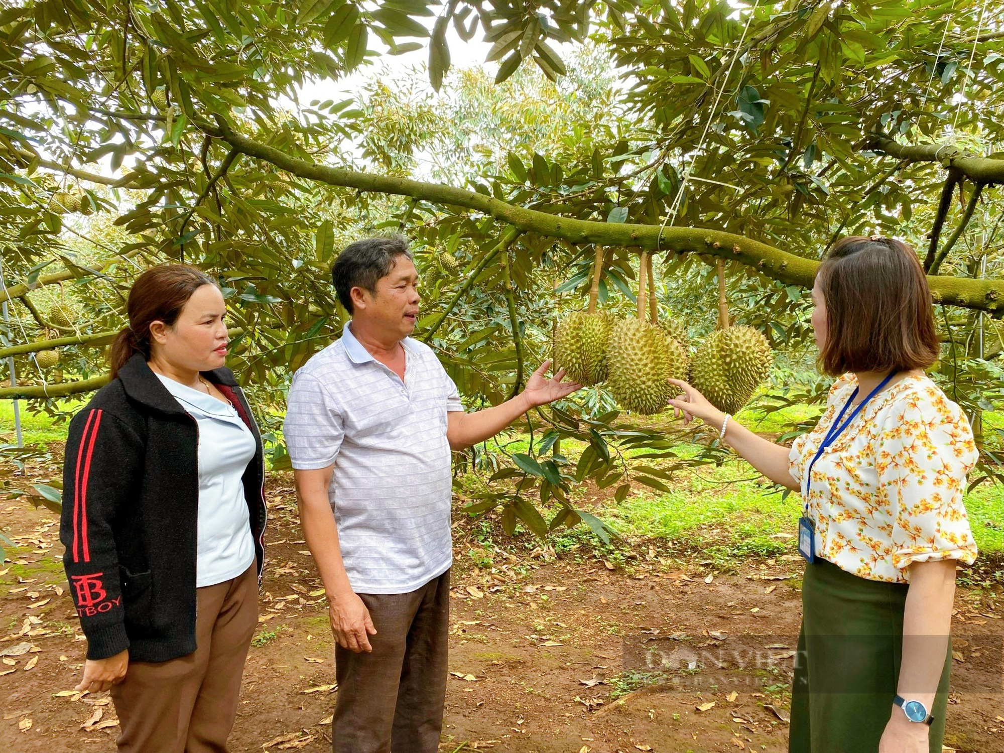 Đắk Lắk sẽ có bản đồ nông hóa thổ nhưỡng đầu tiên - Ảnh 2.