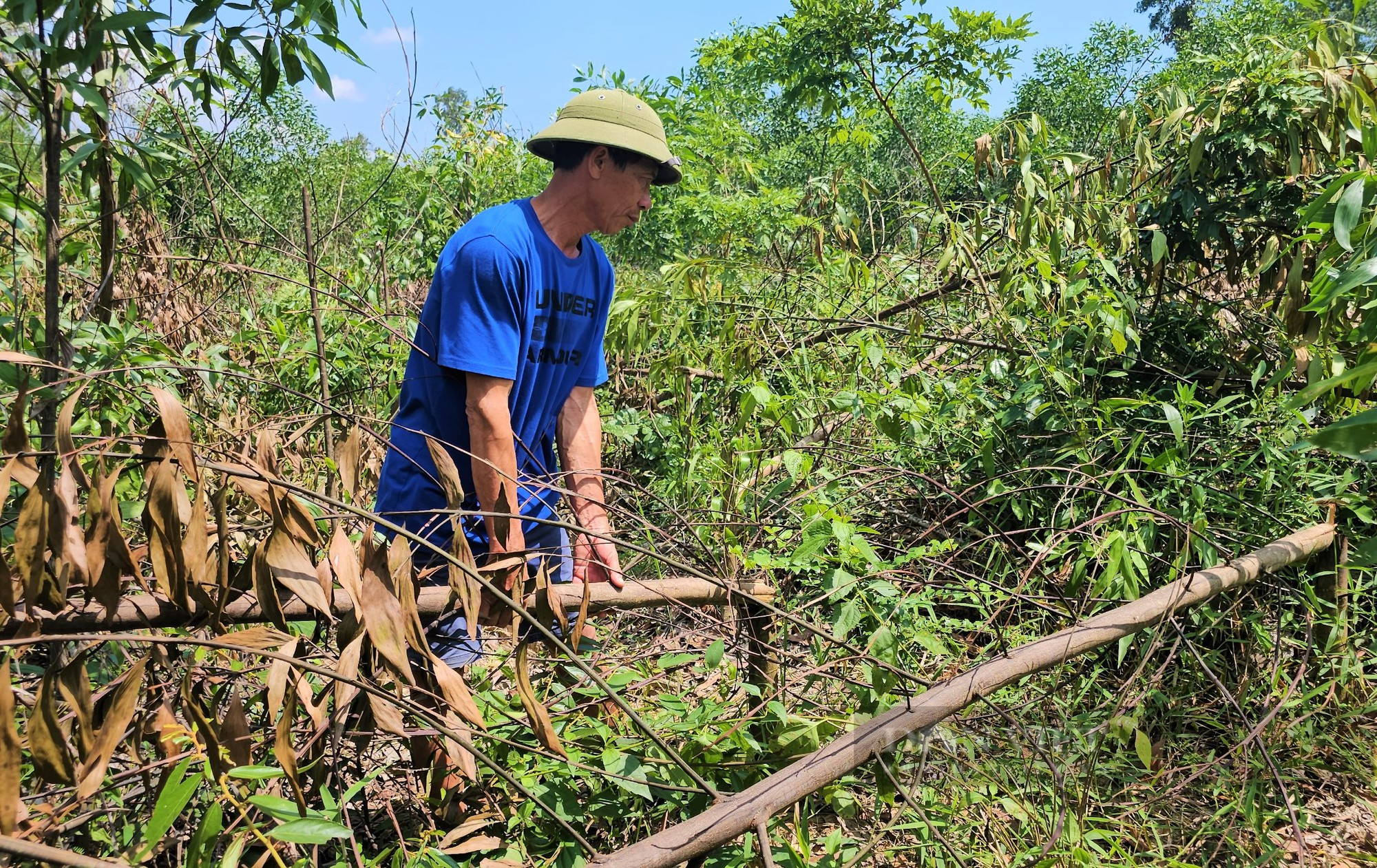 Nghệ An: Công an vào cuộc điều tra vụ hơn rừng keo, tràm của một nông dân nghi bị kẻ xấu chặt phá - Ảnh 1.